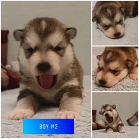 portuguese water dog gumtree